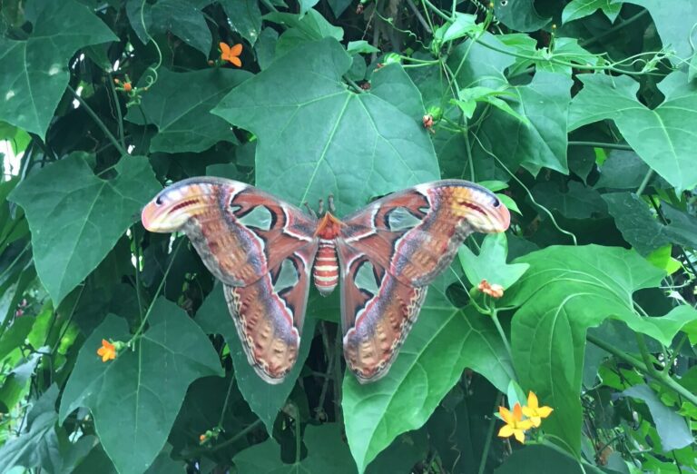 Butterflies